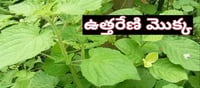 ఉత్తరేణితో బోలెడన్ని ఉపయోగాలు?